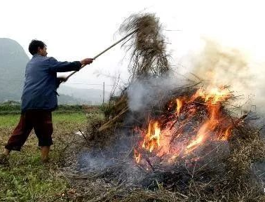 你年年都想烧的秸秆，，，，，，今年可以吃票子了！
